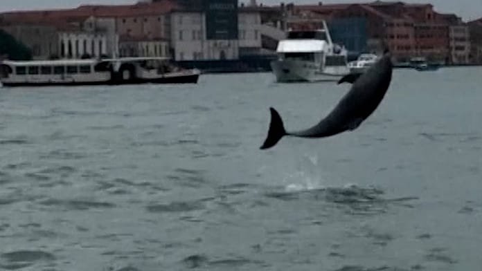 Dolphin Mimmo thrills Venice but faces danger in the lagoon
