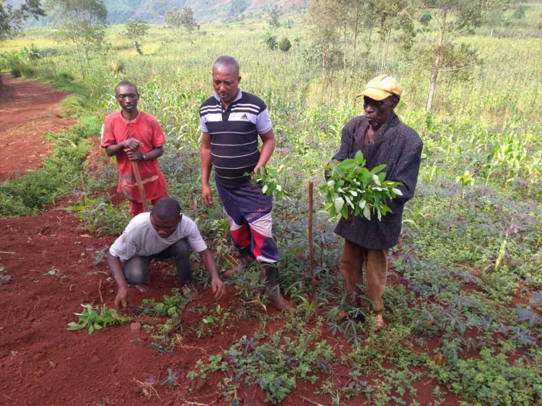 Maniema : 3,5 tonnes de semences de café distribuées pour relancer la filière