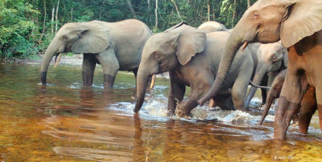 Migration d’éléphants à Malemba-Nkulu : l’ICCN appelle à la vigilance