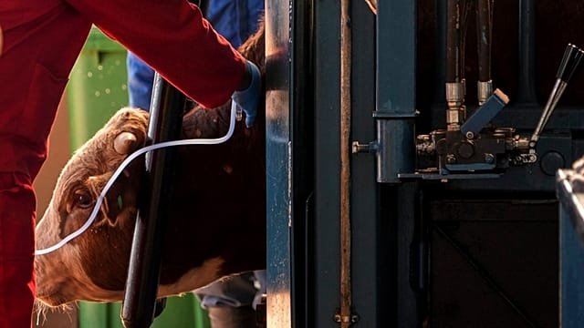 Zambia closes borders to South African livestock amid FMD outbreak