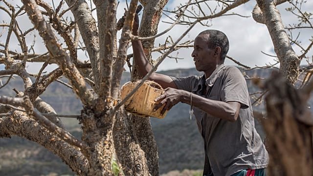 Somaliland looks to Israel for help with water crisis