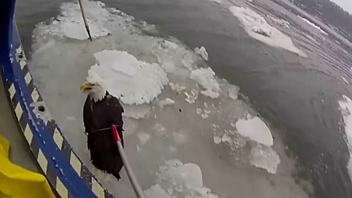Police rescue injured bald eagle stranded on Hudson River ice