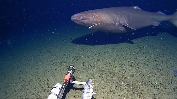 Sleeper shark filmed for first time in Antarctica’s near-freezing deep waters