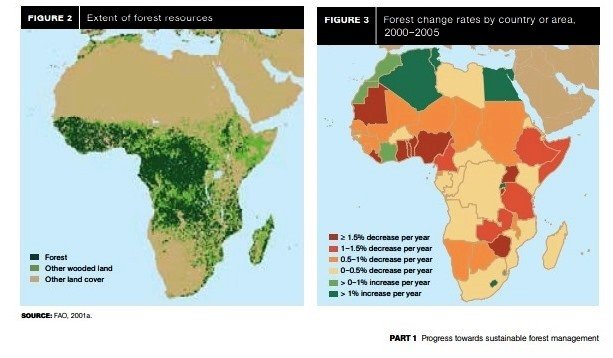 OPINION | Africa’s forests are undervalued, and the world will pay the price
