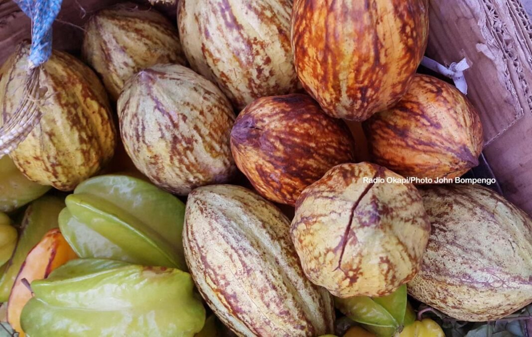 Environ 28 tonnes de cacao exportées en 2025 à la Tshopo