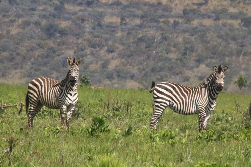 Haut-Katanga : calme précaire à la station de Lusinga après une incursion de miliciens Maï-Maï