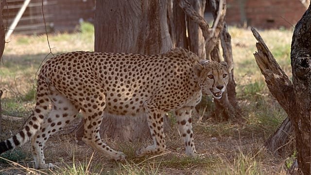 Rescued cheetahs find refuge in Somaliland amid trafficking crisis