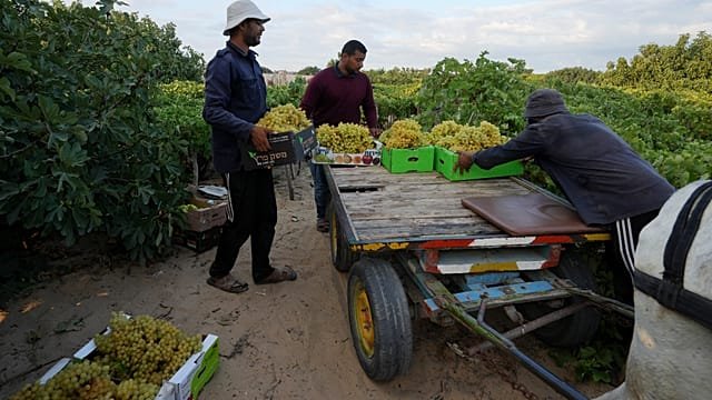 Gaza’s farmers struggle to regrow food amid ruins and shortages