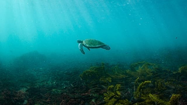 Gabon’s eco-rangers battle to help threatened baby sea turtles survive