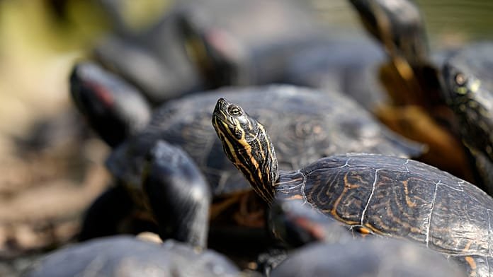 1,500 Amazonian turtles released in Brazil’s Rio Negro