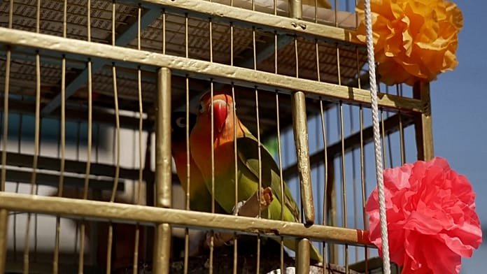 Palm Sunday bird sellers in Mexico City cling to fading tradition