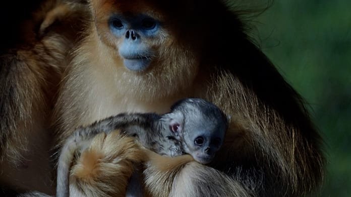 First golden snub‑nosed monkey born outside Asia makes debut at French zoo