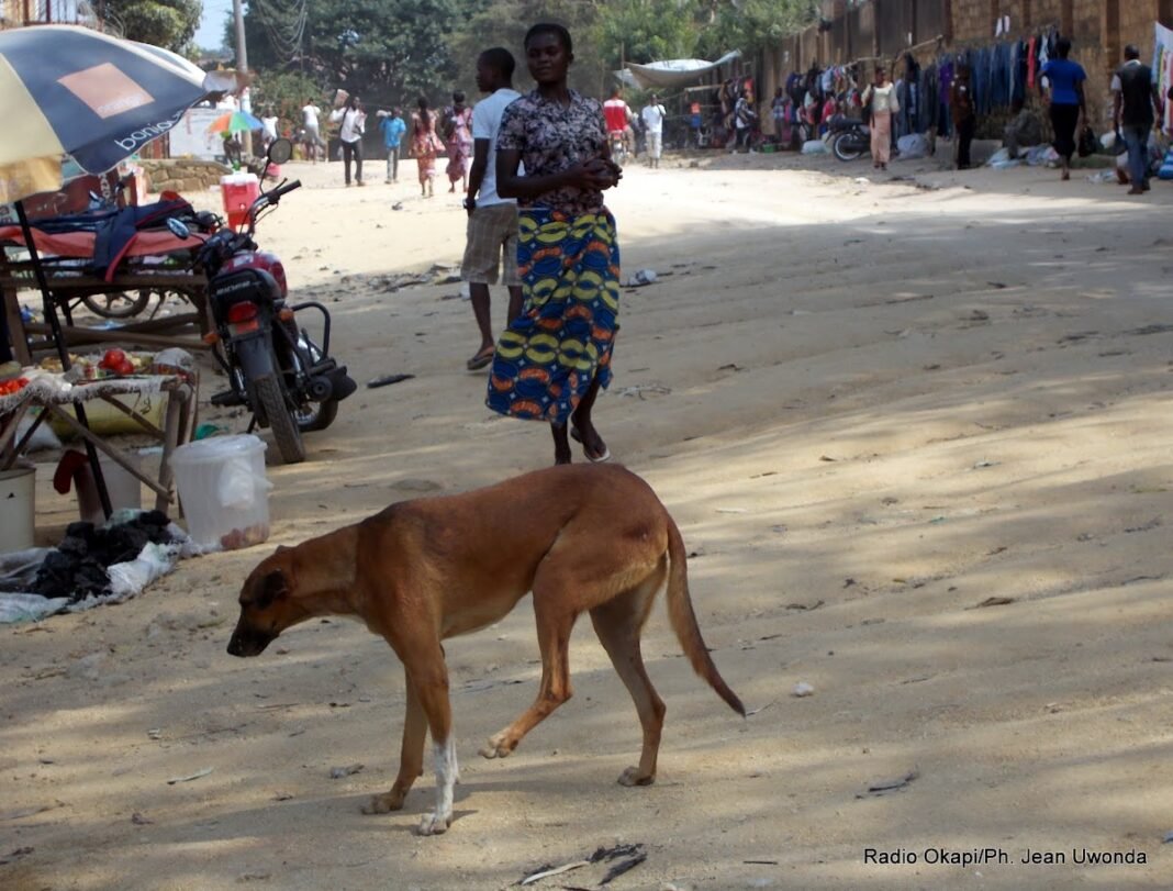 Ituri : plus de 50 cas de morsures de chiens enregistrés en trois mois au secteur des Bahema-Sud