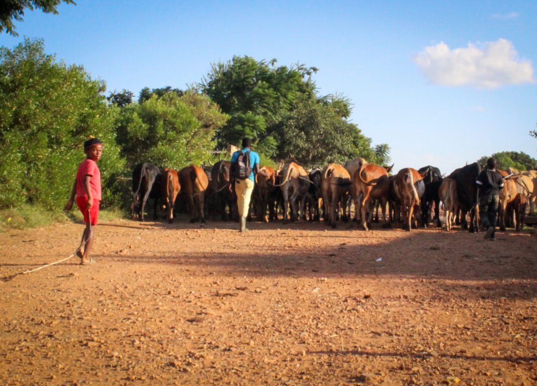 North-West small-scale farmers fear being left behind in foot-and-mouth vaccine rollout