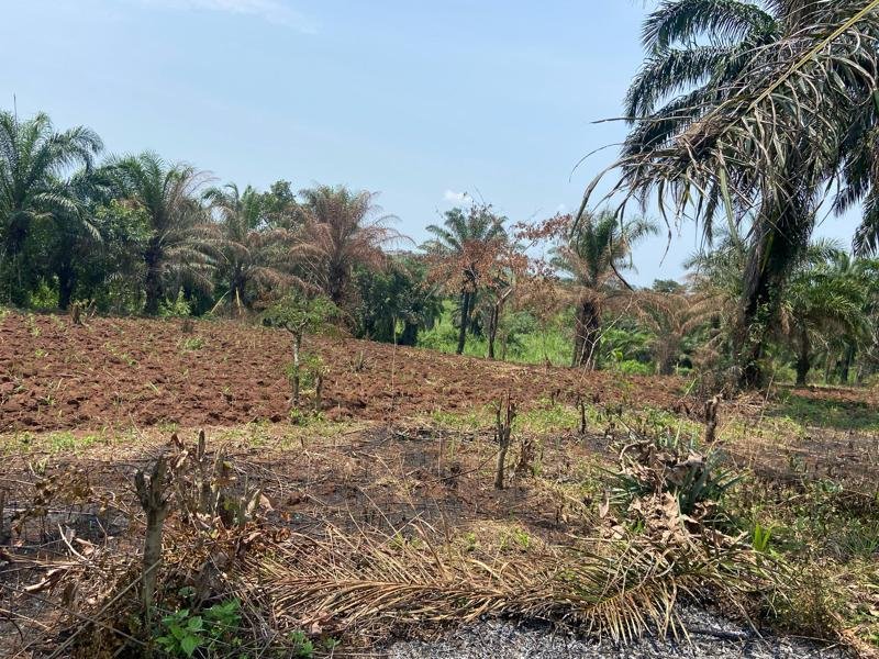 La culture des champignons pleurotes se développe à Kinshasa