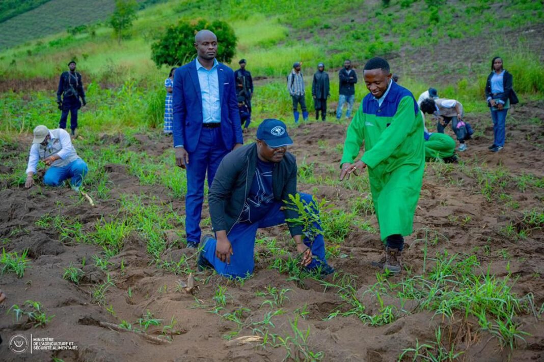 Muhindo Nzangi lance la culture du macadamia à Maluku, à Kinshasa