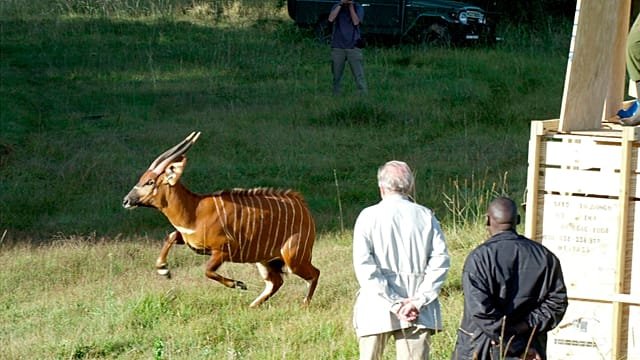 Four critically endangered mountain bongos return to Kenya from Czech zoo