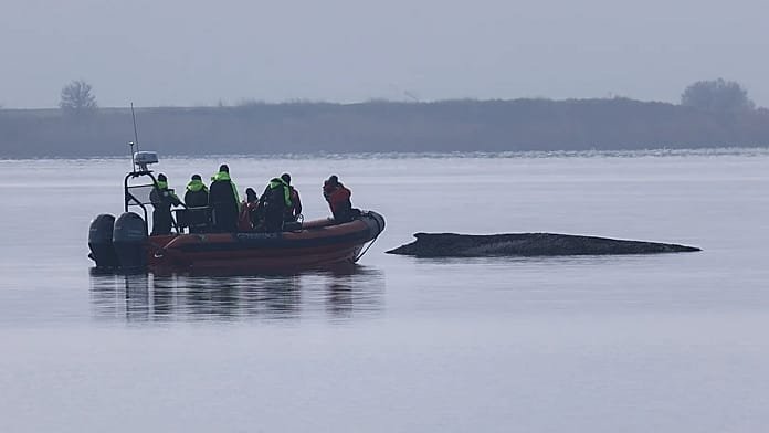 Teams halt efforts for whale stranded off German coast as chances of rescue ‘very low’
