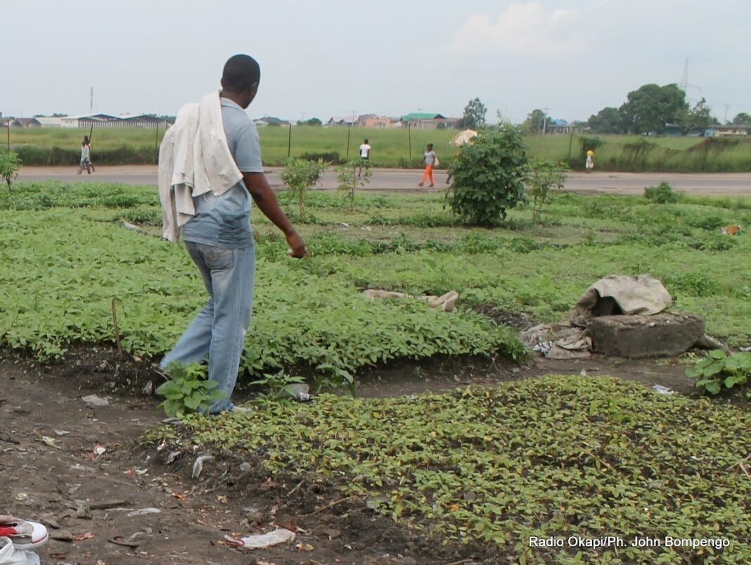 Le gouverneur Jean-Bosco Kotongo lance la campagne agricole au Nord-Ubangi