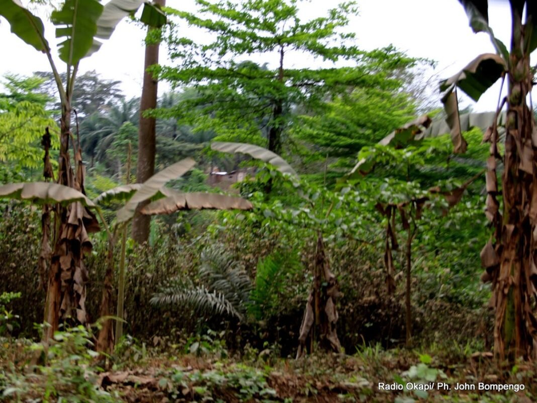 Plus de 60% de bananeraies de Kivuta (Masisi) ravagés par un virus inconnu