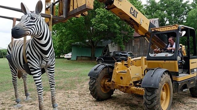 New Orleans’ Audubon Zoo welcomes vulnerable zebra species