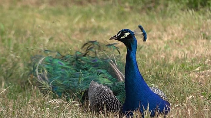 Peacocks take over northern Italian beach town