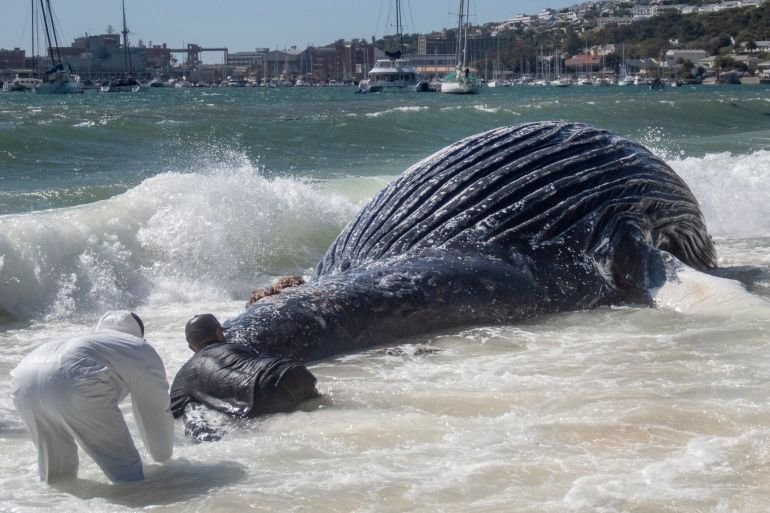 Why the Iran war is threatening whales near South Africa