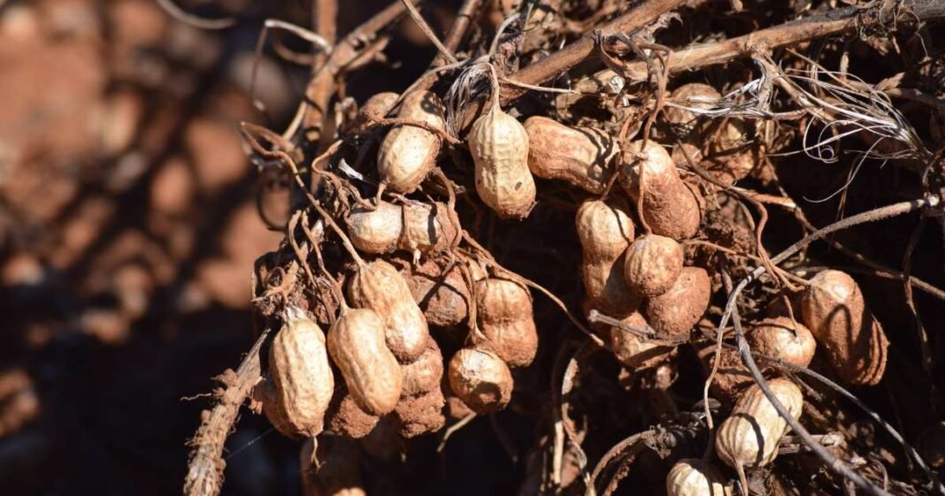 Peanut Production in South Africa