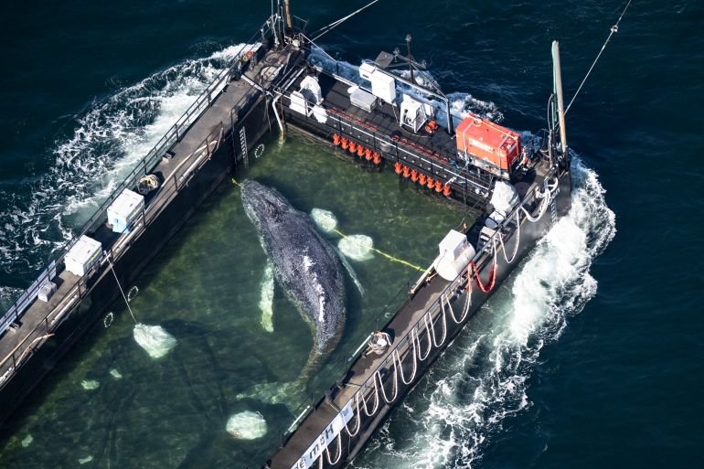 Timmy the humpback whale escapes to the North Sea