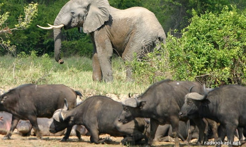 Plaidoyer pour une application stricte des lois contre le braconnage en RDC